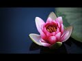 あんたと生きる 桂木詢 cover yositaka