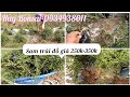 S.269 (sdt:0934938011) Thu hoạch lô sam trái dáng đỗ giá 250k-350k