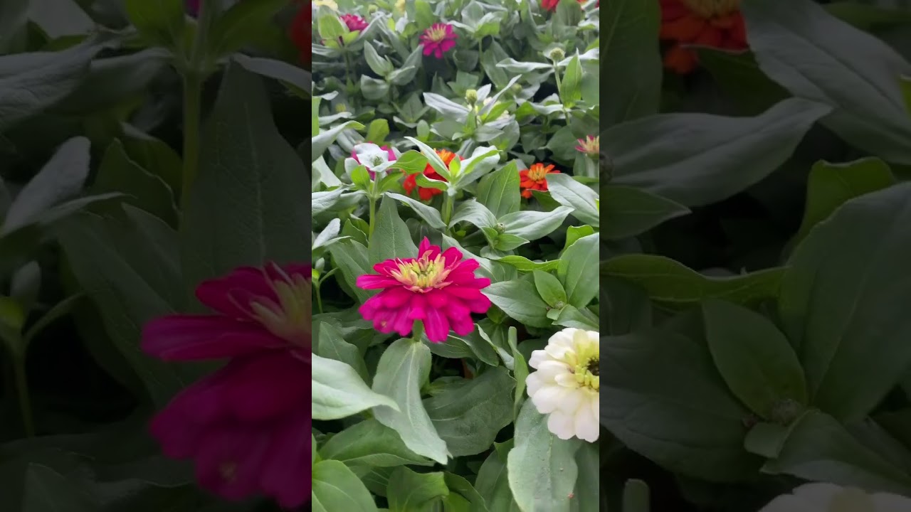 Superstore | Find a cheap flowers | Cheap Vancouver | How to save a money in Canada |