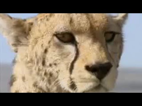 Leopard cubs grow up in African safari - BBC wildlife