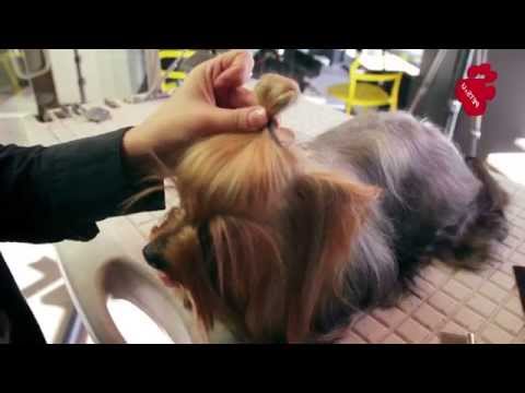 Видео: Как да си направим домашен шампоан за кучета