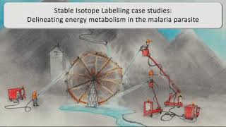 Celebrity 2024-W4: Demystifying Stable Isotope Labelling Profile