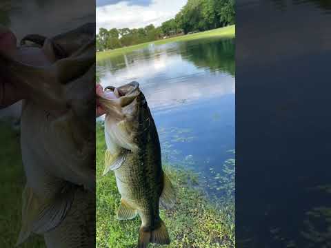 Best lure for
