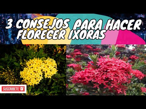 Video: ¿Por qué no florecen mis plantas Ixora? Consejos para fomentar las flores Ixora