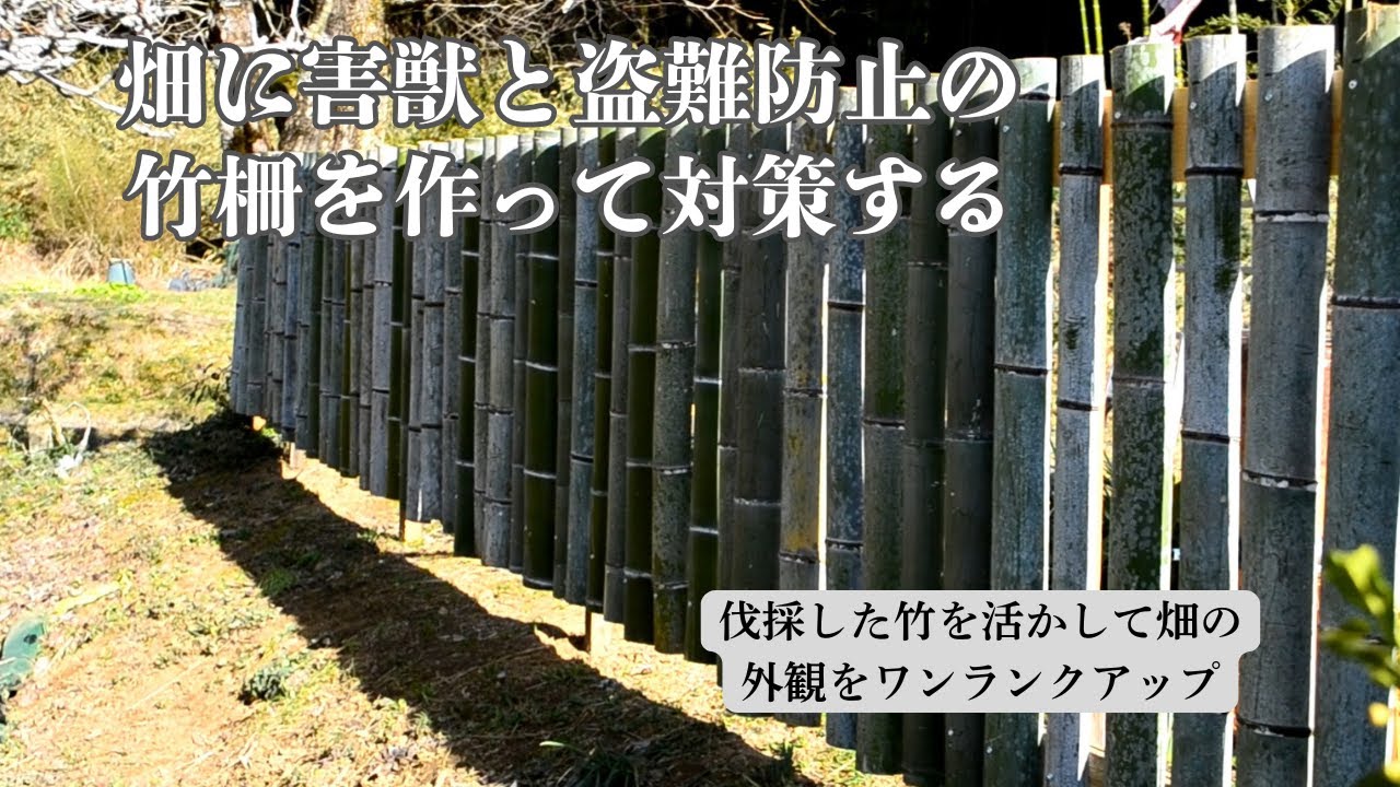 畑に竹柵作って害獣と盗難対策をする - YouTube