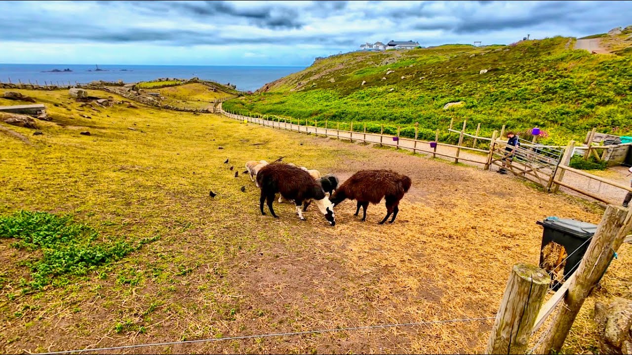 Lovely Lazy Lamas at Land's End | Cornwall, England | 2024 [4K]