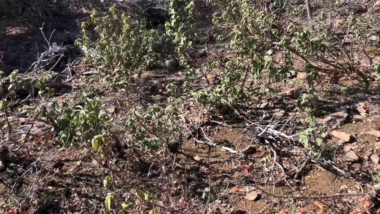 video phone beyonce mp3 Kuzu göbeği mantarı MOREL MUSHROOM HUNTING
