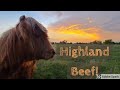 Highland beef! Filet Mignon for Dinner!
