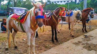 KUDA DELMAN 🎯 RAPI !!! Kuda ini Berbaris menunggu penumpang || Kemayoran || apround || Horse ||