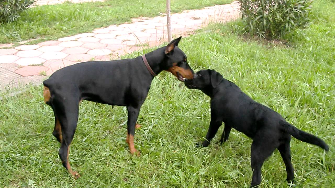 Chihuahua dog breed information   american kennel club