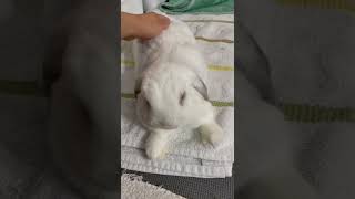 How to Deal with a Fussy Bunny who Hates Being Brushed