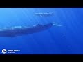 Whale watching tour with a mom and baby Bryde&#39;s whales in Tenerife