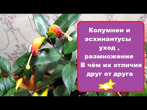 Колумнеи и эсхинантусы : уход , размножение , в чём их отличие друг от друга