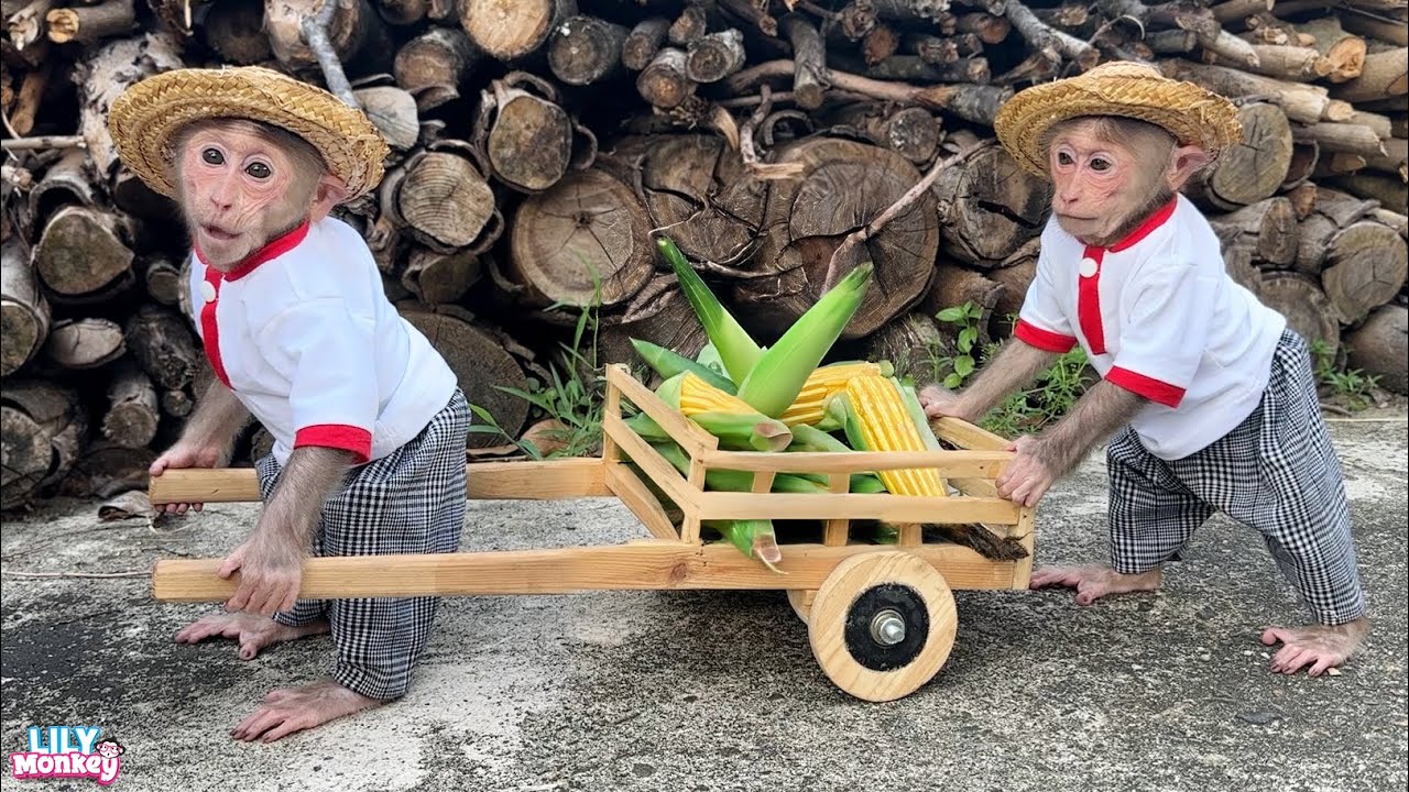 Lily is eager to bring corn for Dad, but gets into trouble on the way! | Lily's story