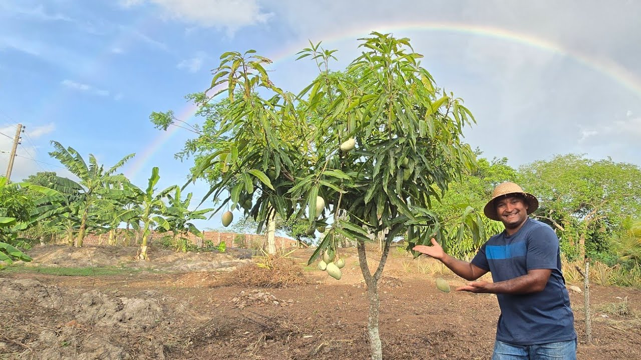 MUITA FARTURA NO SÍTIO PRODUTIVO QUE ESTÁ SE TRANSFORMANDO EM CHÁCARA DO ZERO
