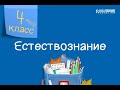 Естествознание. 4 класс. Свойства веществ. Какими бывают вещества /30.11.2020/