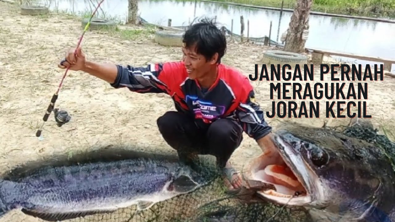 GILA... KECIL-KECIL CABE RAWIT || JORAN ULTRA LIGHT LAWAN BABON TOMAN @yunarwijaya