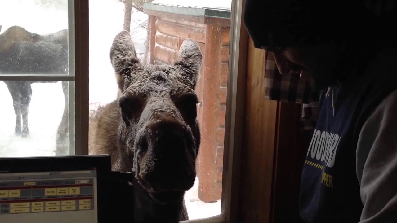 Feeding Moose Crooked Creek Lodge - Union Pass WY