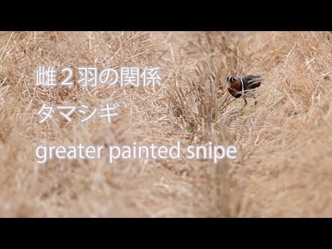 【雌２羽の関係】タマシギ greater painted snipe