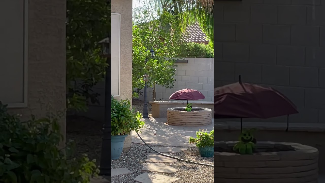 I caught this Amazing Footage of a Female Grackle and Male Grackle (Ft. Hoppy Hopscotch)