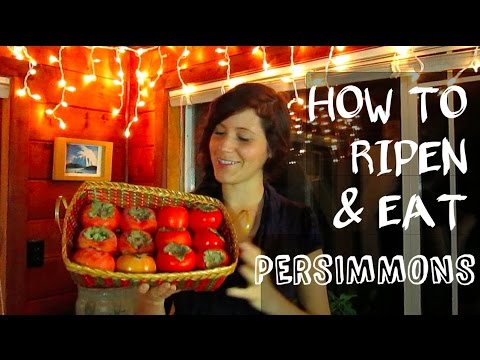 How To Buy, Ripen, And Eat Persimmons | 40BelowFruity - YouTube