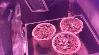 TOO HOT - Cheap Budget Marijuana grow tent