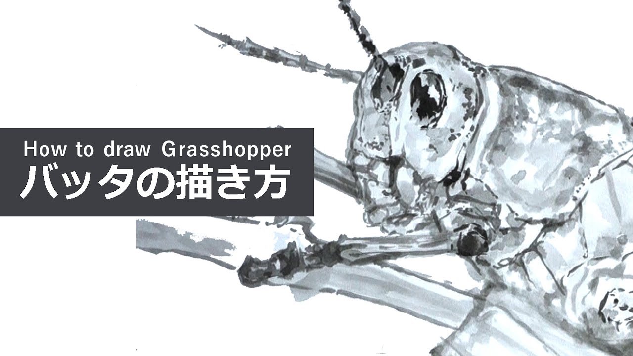 バッタの描き方 墨絵 How To Draw Grasshopper Youtube