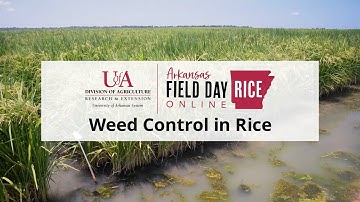 Rice Field Day Online - Weed Control in Rice