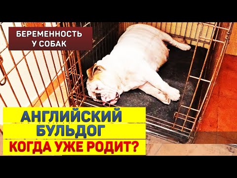 Английский Бульдог - беременность и  первые роды у собак. Начинаем рожать?