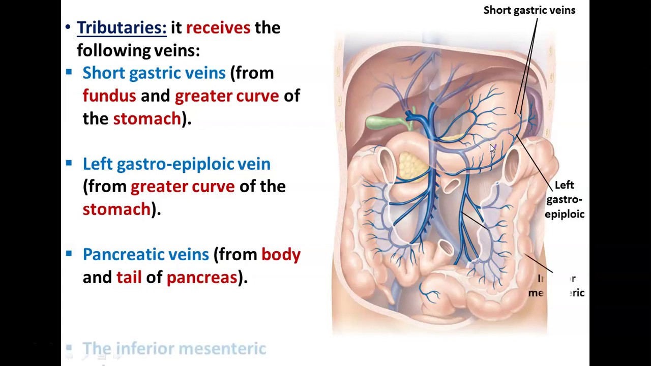 Anatomy of the Portal Circulation - Dr. Ahmed Farid