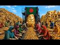 Bangladesh’s Hidden Gold Market: From Scrap Jewelry to Gleaming Gold Bars