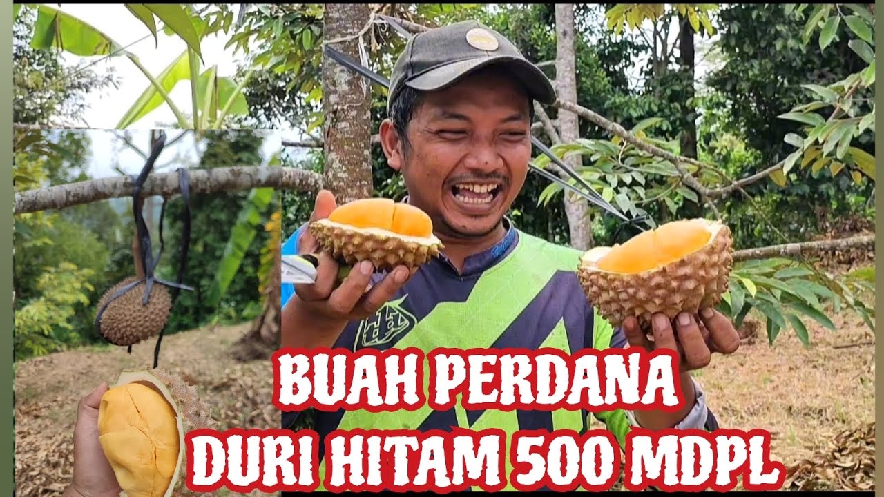 BUAH PERDANA DURI HITAM 500 MDPL 