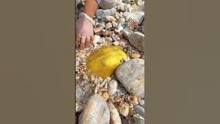 Sea Agate and Sea Crystal: Finding Hidden Treasures on the Shore and rare pearl