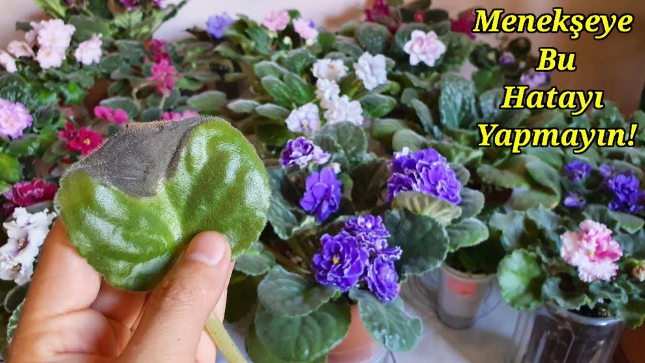 Menekşe Yaz Bakımı😉Menekşe Yaprak Ermesi✅ Menekşe Bakımı Nasıl Yaplır✅