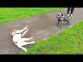Dog Gets Too Excited And Passes Out - YouTube