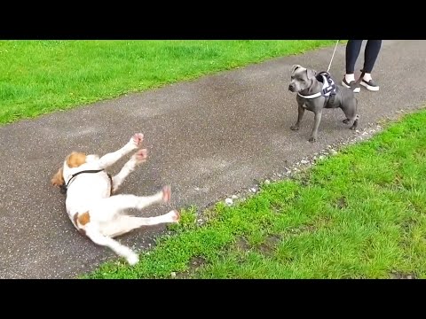 dog-gets-too-excited-and-passes-out