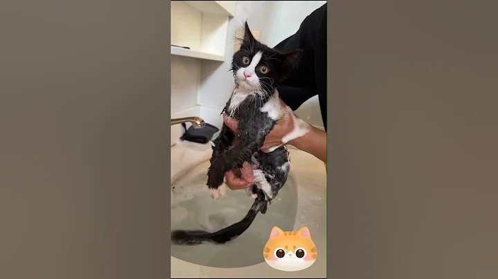 Video 11181101: cat bath funny pet, cat funny kitten kucing