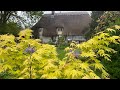 Cottage gardening  classical planting  perennials and seedlings