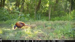 Pheasant couple  excellent footage