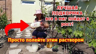 Овощи в миг пойдут в рост! Просто полейте раствором Бесараба все растения