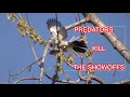 Why Mockingbirds Mimic: NARRATED