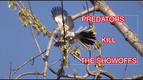 Why Mockingbirds Mimic: NARRATED