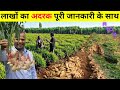 अदरक की खेती कब और कैसे की जाती है Ginger Farming in India | Ginger Cultivation