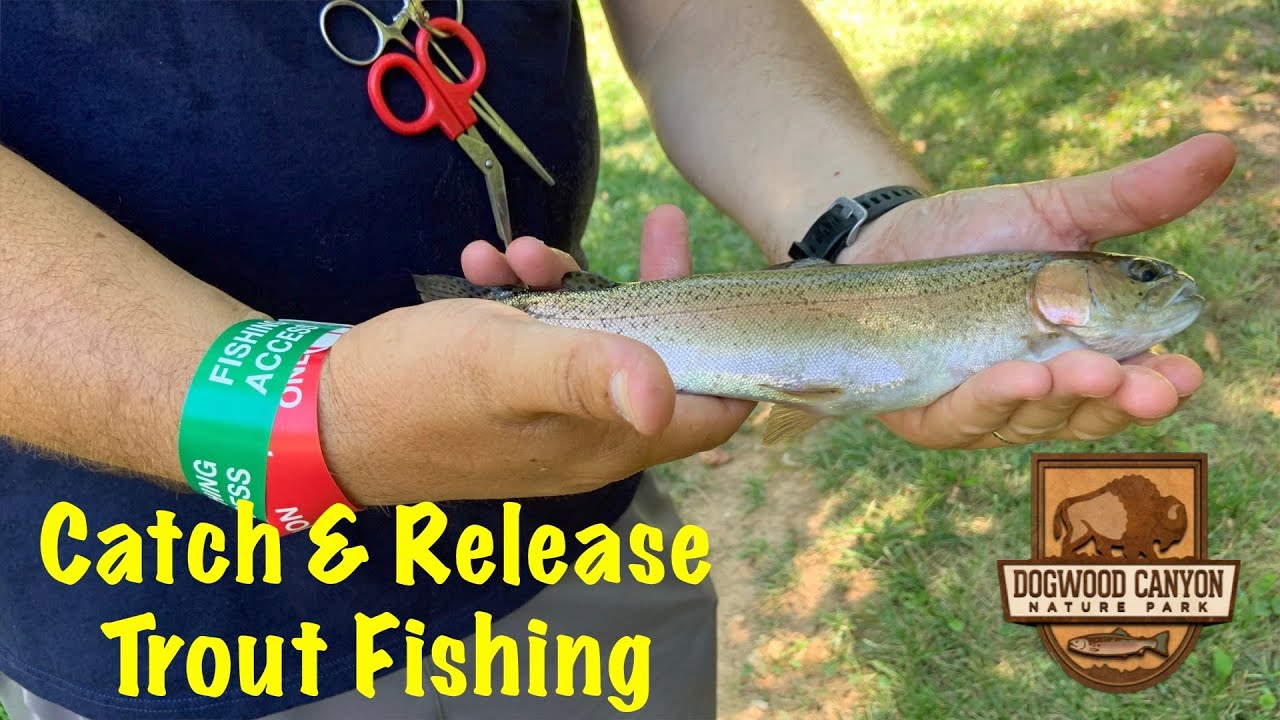 Trout fishing in Dogwood Canyon Nature Park (MO) 