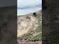 The huge herd descends