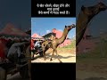 रेगिस्तानी इलाके में ऊंटों की बहु-उपयोगिता के कारण??🤯