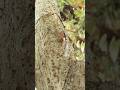 The Ultimate Food Delivery Service#antdelivery #naturecontent #funnyanimals #macroshots #shortsvideo