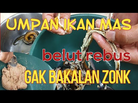 proses dan cara membuat racikan umpan ikan mas media belut sawah@aponongmancingpetualang