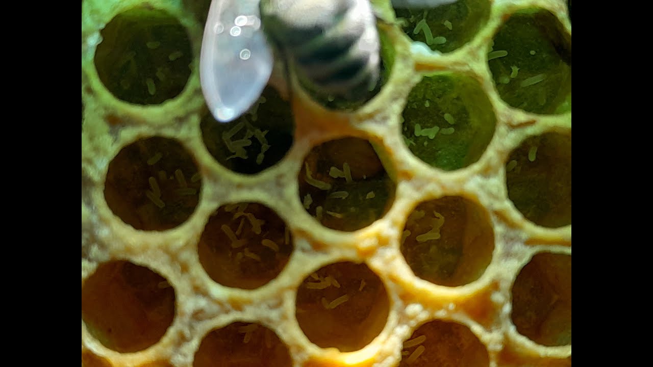 Trubčice v oddělku-co s tím.. zajímavá metoda kolegy Raula :-)