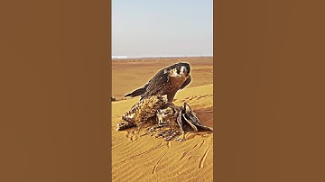 Falcon vs owl #trending #animals #wildlife #birds #owl #falcon #shorts #youtubeshorts #viralvideo